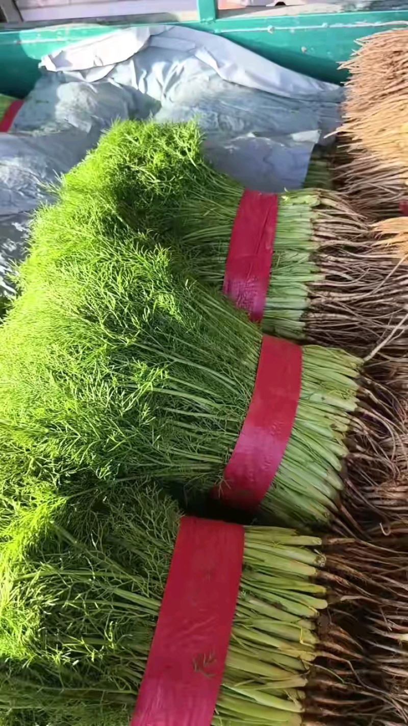 【推荐】河北茴香精品货源产地一手货源可视频看货
