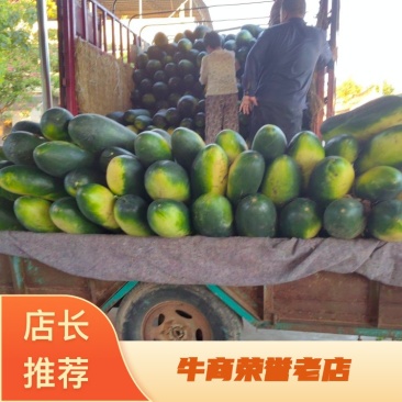 河南地冬瓜