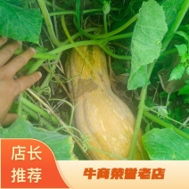 蜜本南瓜