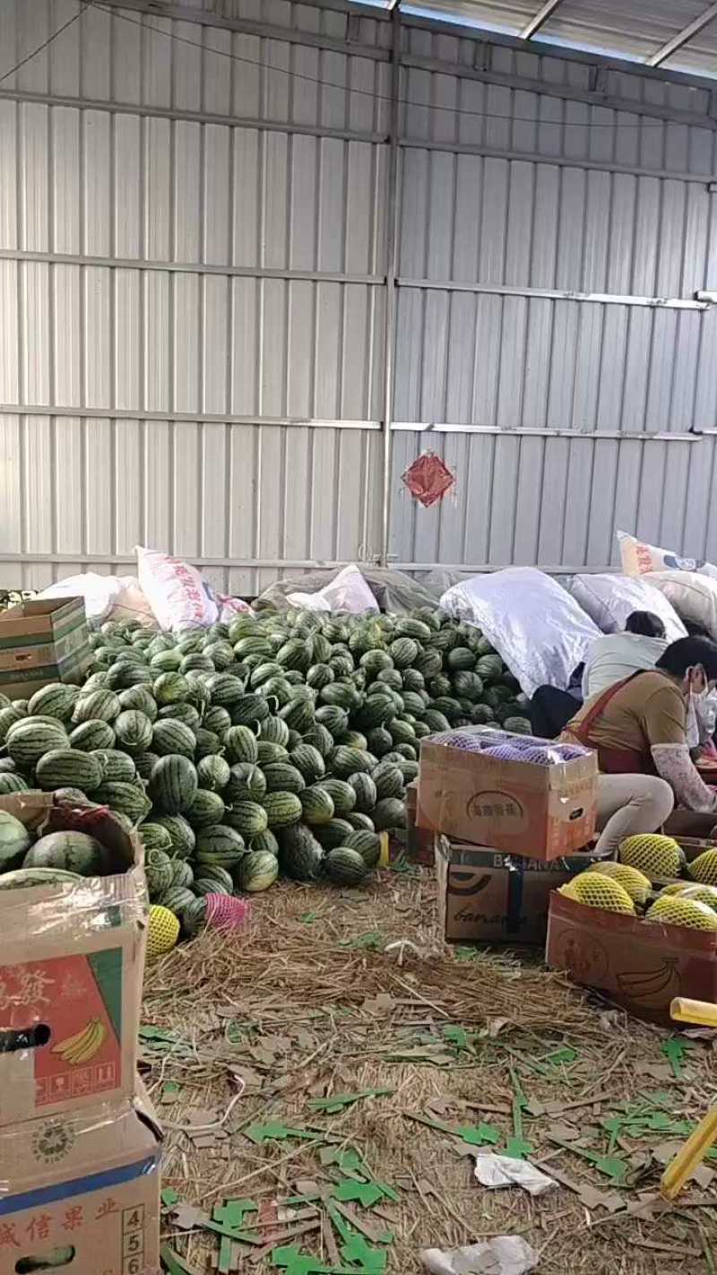 小糖丸西瓜大量上市中口感甜质量好，产地直发保熟保甜