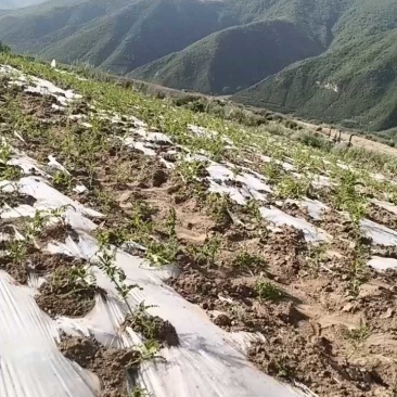 黄芪节子，货源充足，自种自收，量大丛优，欢迎致电