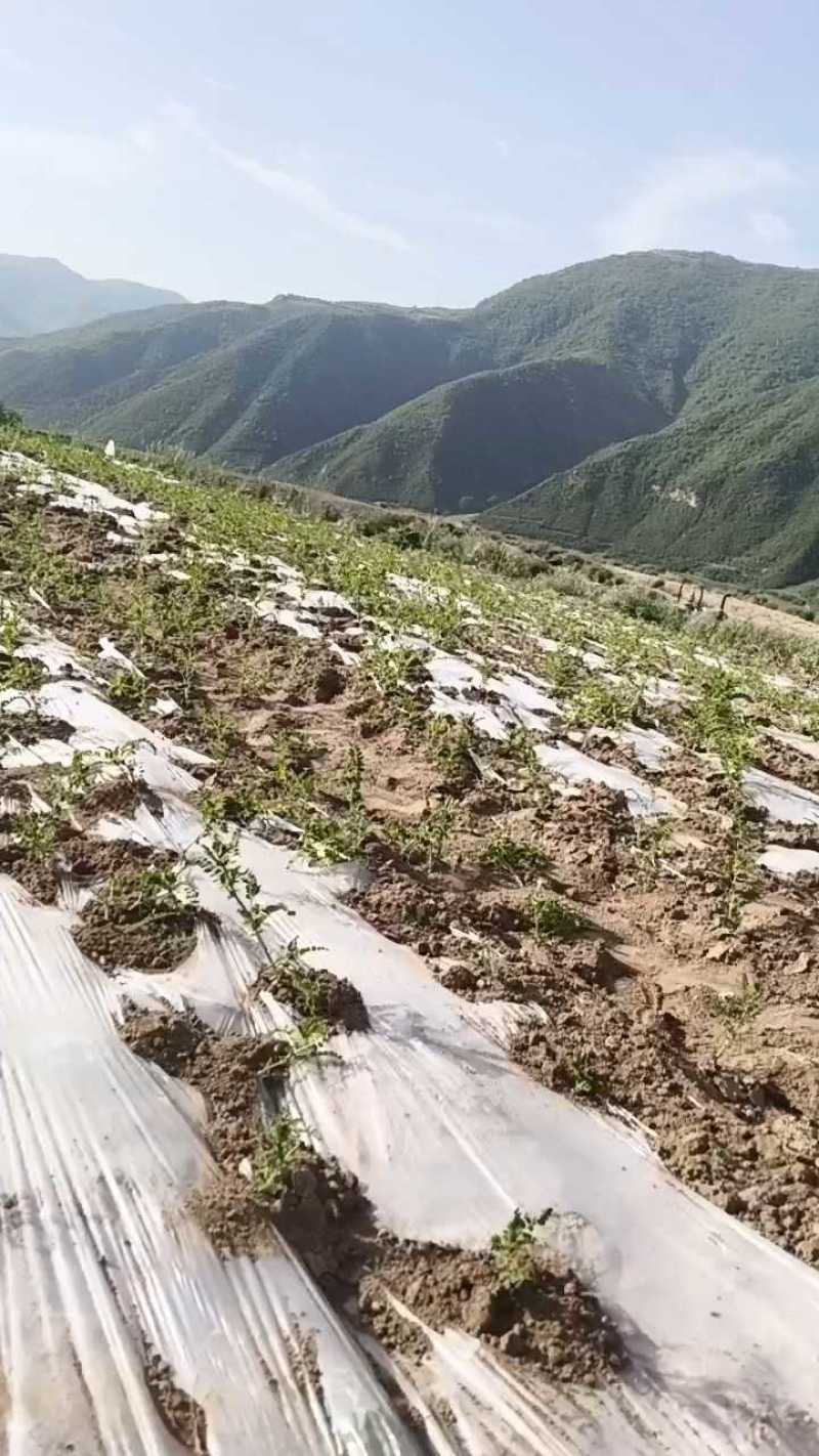 黄芪节子，货源充足，自种自收，量大丛优，欢迎致电