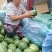小糖丸西瓜口感好，价格合理，需要联系