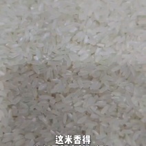 五常稻花香2号香米基地核心产区自产自销诚信经营