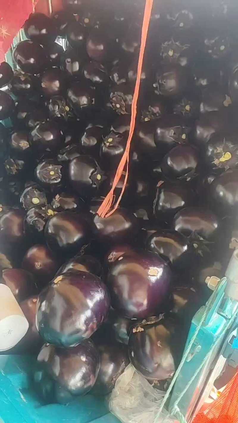 河南焦作博爱紫光圆茄7-8两颜色亮个头均匀