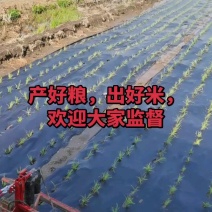 黑龙江省五常市原粮稻花香大米农户自产饼肥酵素生态种植