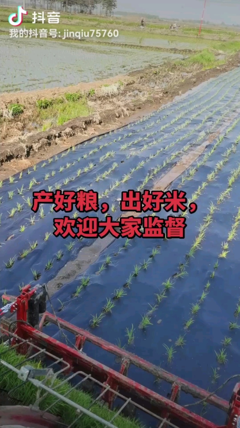 黑龙江省五常市原粮稻花香大米农户自产饼肥酵素生态种植
