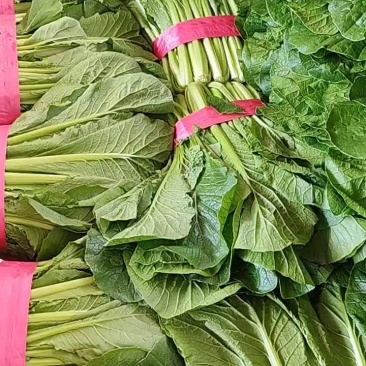 小白菜全年供应小白菜走市场脱水场有冷库有大棚可发全国