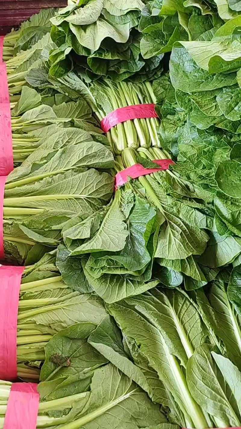 小白菜全年供应小白菜走市场脱水场有冷库有大棚可发全国