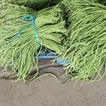 精品缸豆，大量有货供应，对接各大市场商超电商