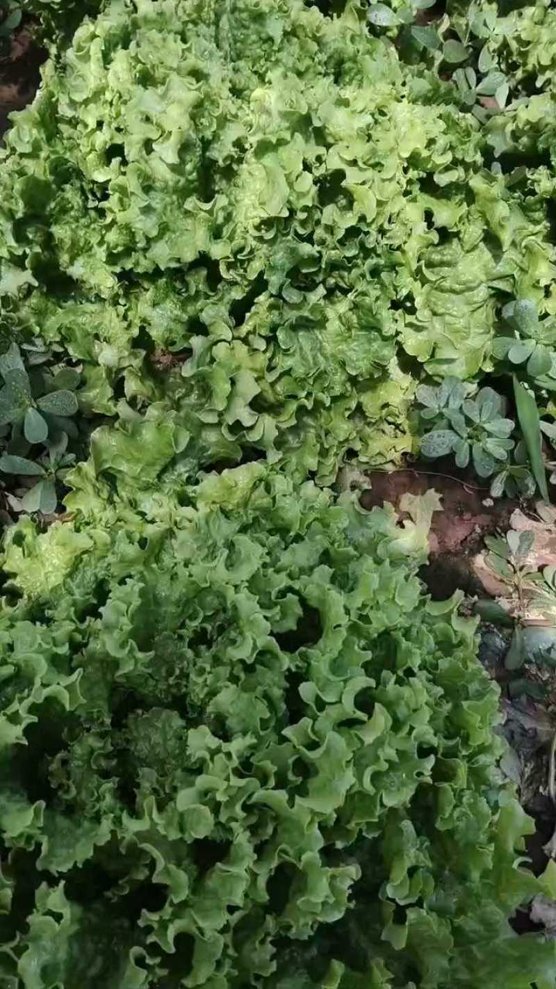 精品生菜一级货，大量有货！