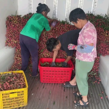 桂味荔枝，妃子笑，白糖罂，产地直销，一手货源