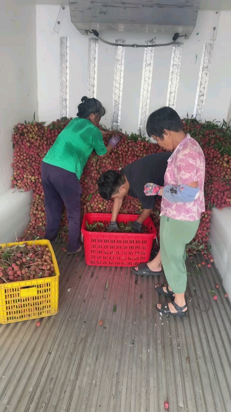 桂味荔枝，妃子笑，白糖罂，产地直销，一手货源