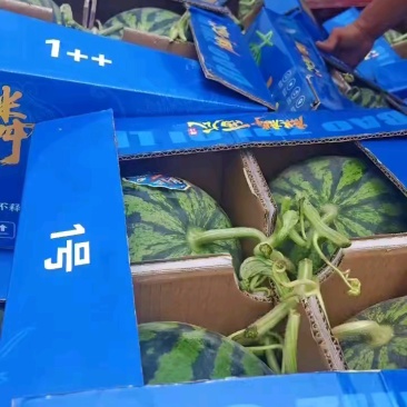 无籽麒麟美都西瓜皮毛干净糖度高产地直发保质保量