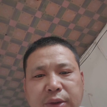 山东精品青条豆角供应食堂商超档口现摘现发价格实惠