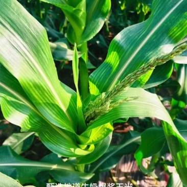 高甜水果牛奶爆浆玉米，糖度可达18左右，可生食无渣！