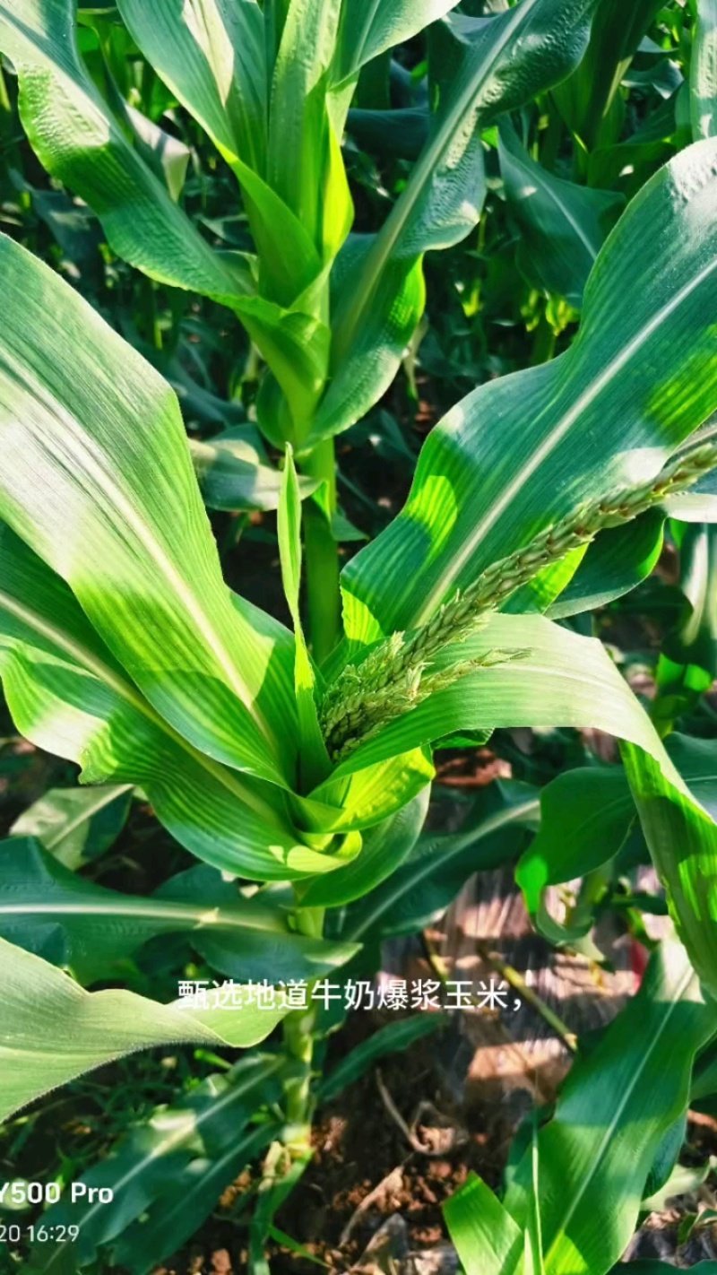 高甜水果牛奶爆浆玉米，糖度可达18左右，可生食无渣！