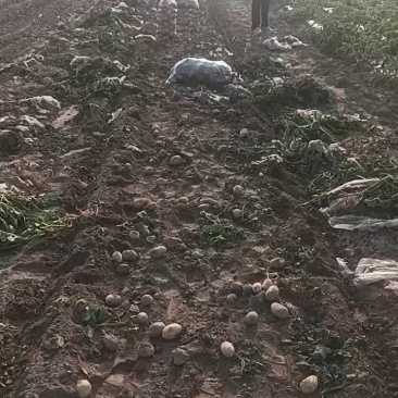 精品土豆，土豆产地直发，质量保证质量三包