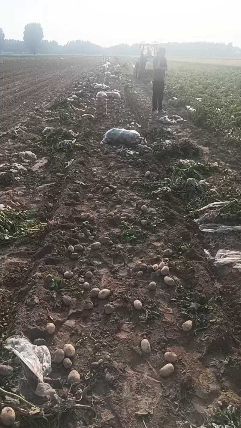 精品土豆，土豆产地直发，质量保证质量三包