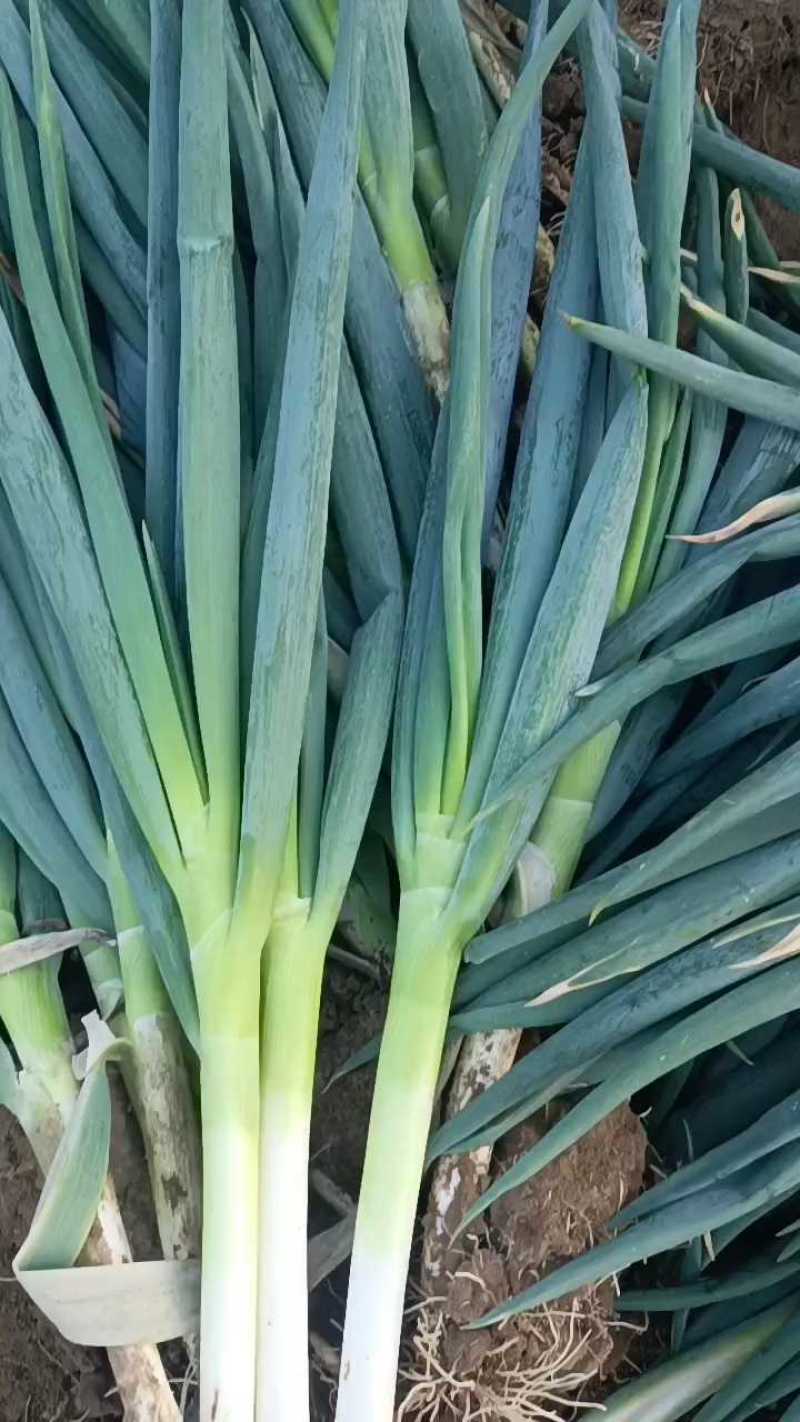 中粗偏上