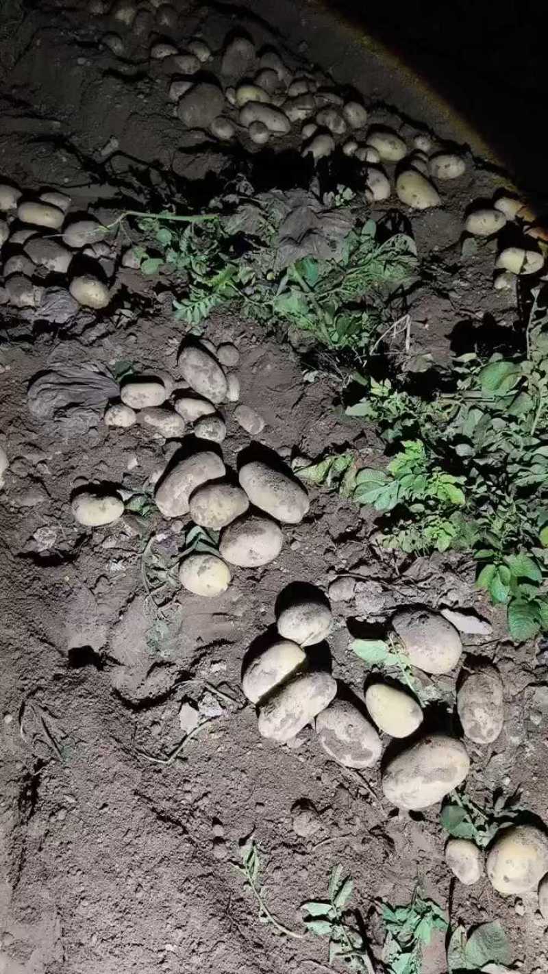 （实力甄选）河南土豆/沃土5号/黄心土豆/V7土豆、