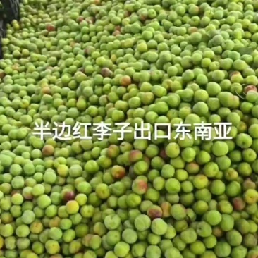 半边红李子出口东南亚越南等宜宾屏山县和云南绥江县现货供应