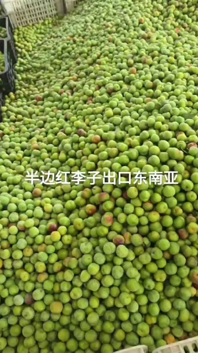 半边红李子出口东南亚越南等宜宾屏山县和云南绥江县现货供应