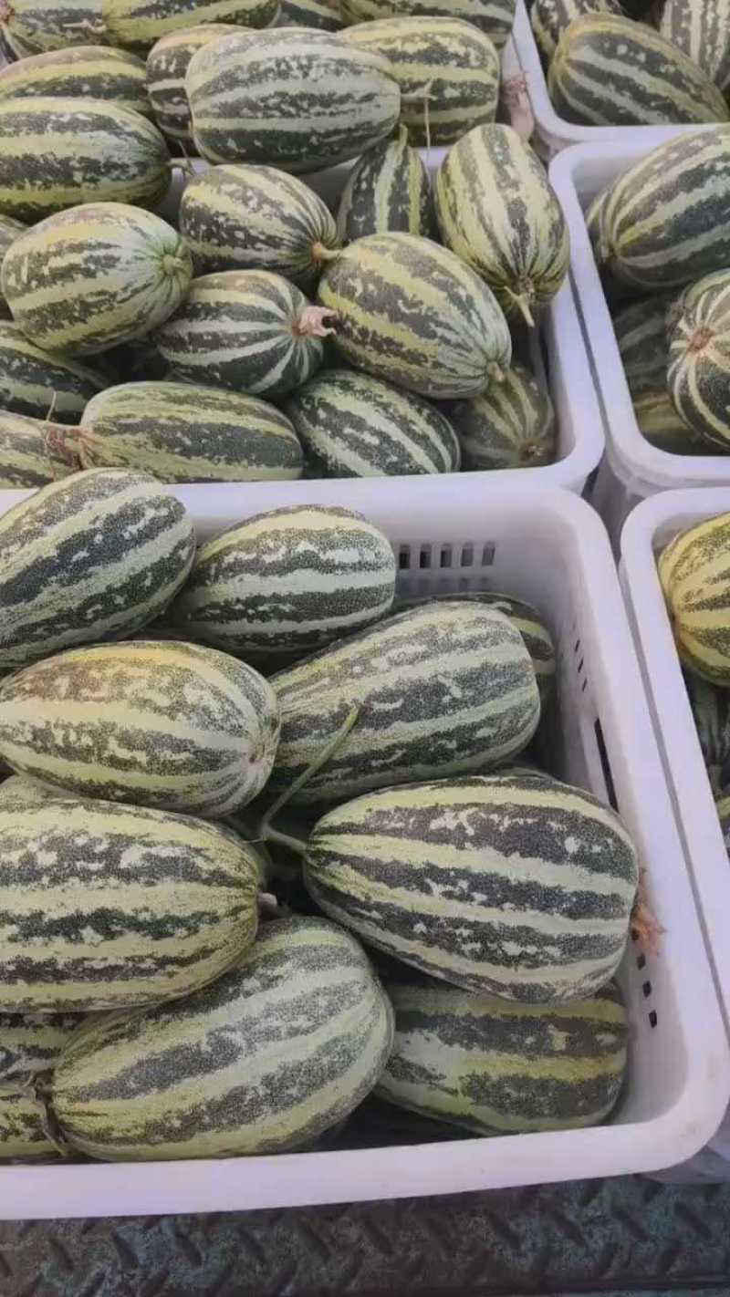 甜瓜临沂博洋九号甜瓜糖分足硬度高耐运输按需求分拣