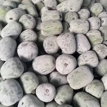 山东冬瓜，白皮冬瓜，吊冬瓜一串铃冬瓜大量上市欢迎来电