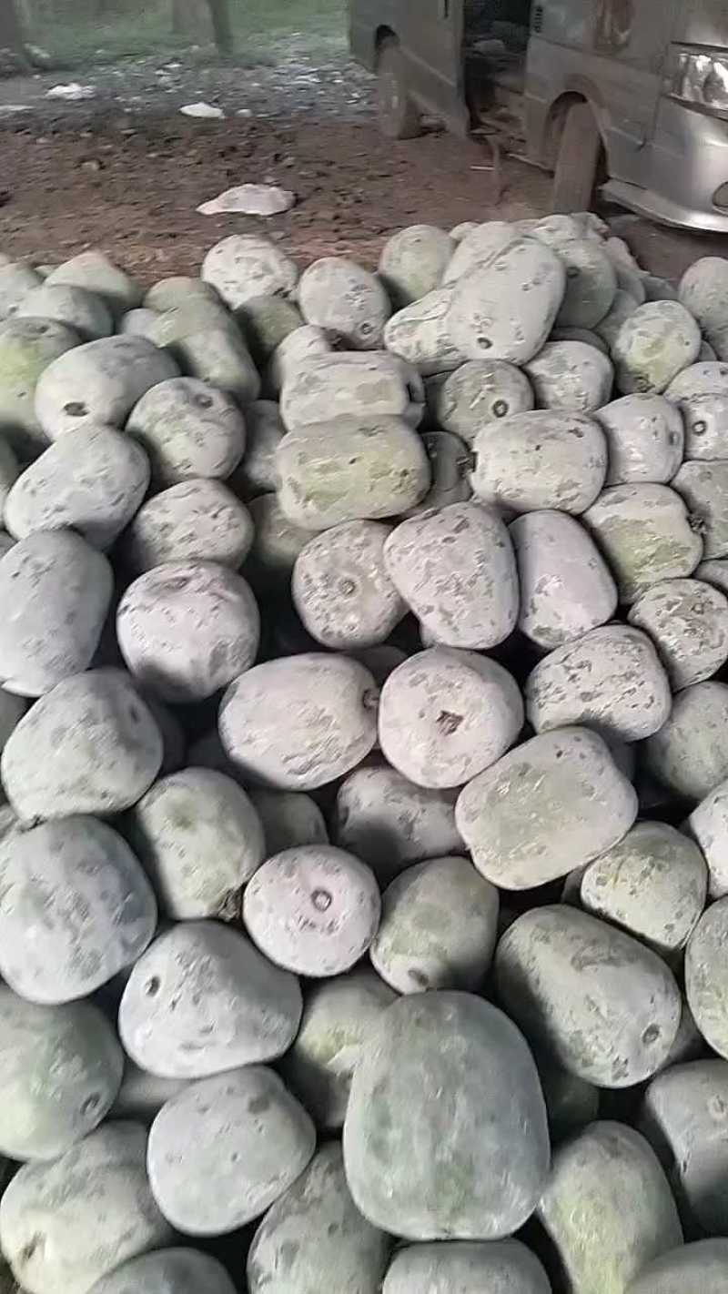 山东冬瓜，白皮冬瓜，吊冬瓜一串铃冬瓜大量上市欢迎来电