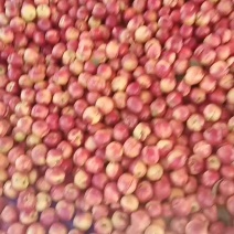 麻点大油桃大量上市，露天牛头2元起！