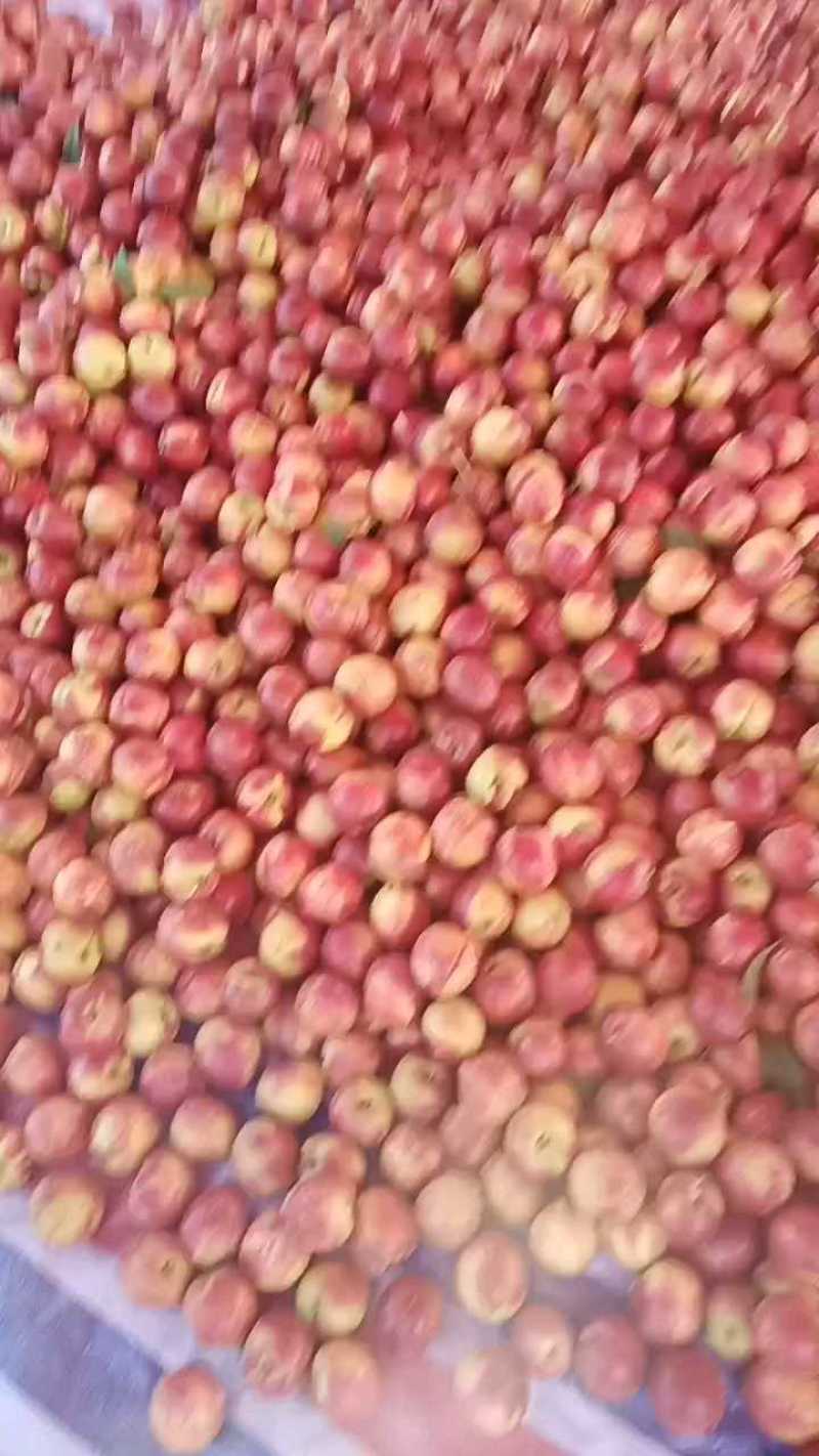 麻点大油桃大量上市，露天牛头2元起！