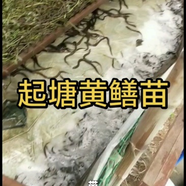 【推荐】黄鳝苗货源充足量大从优诚信经营实惠