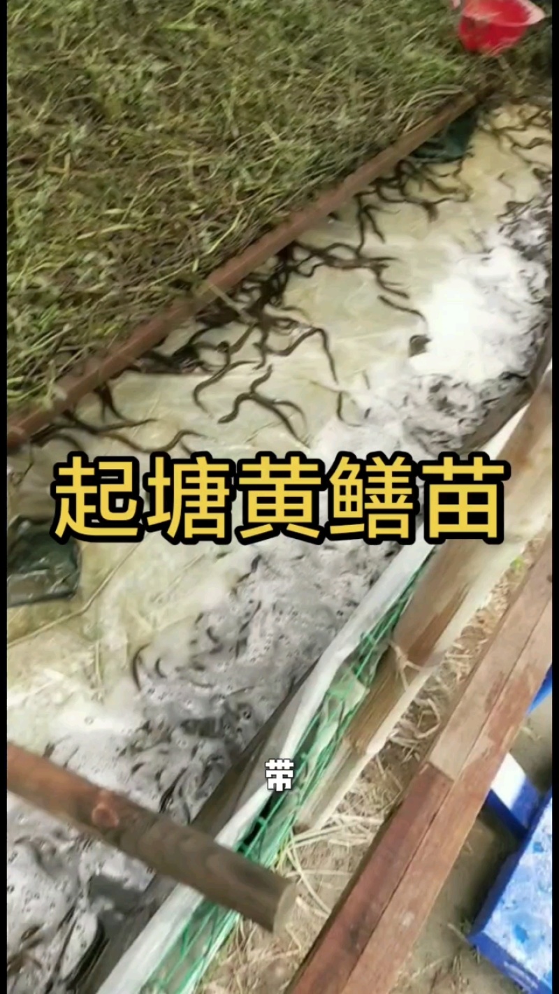 【推荐】黄鳝苗货源充足量大从优诚信经营实惠