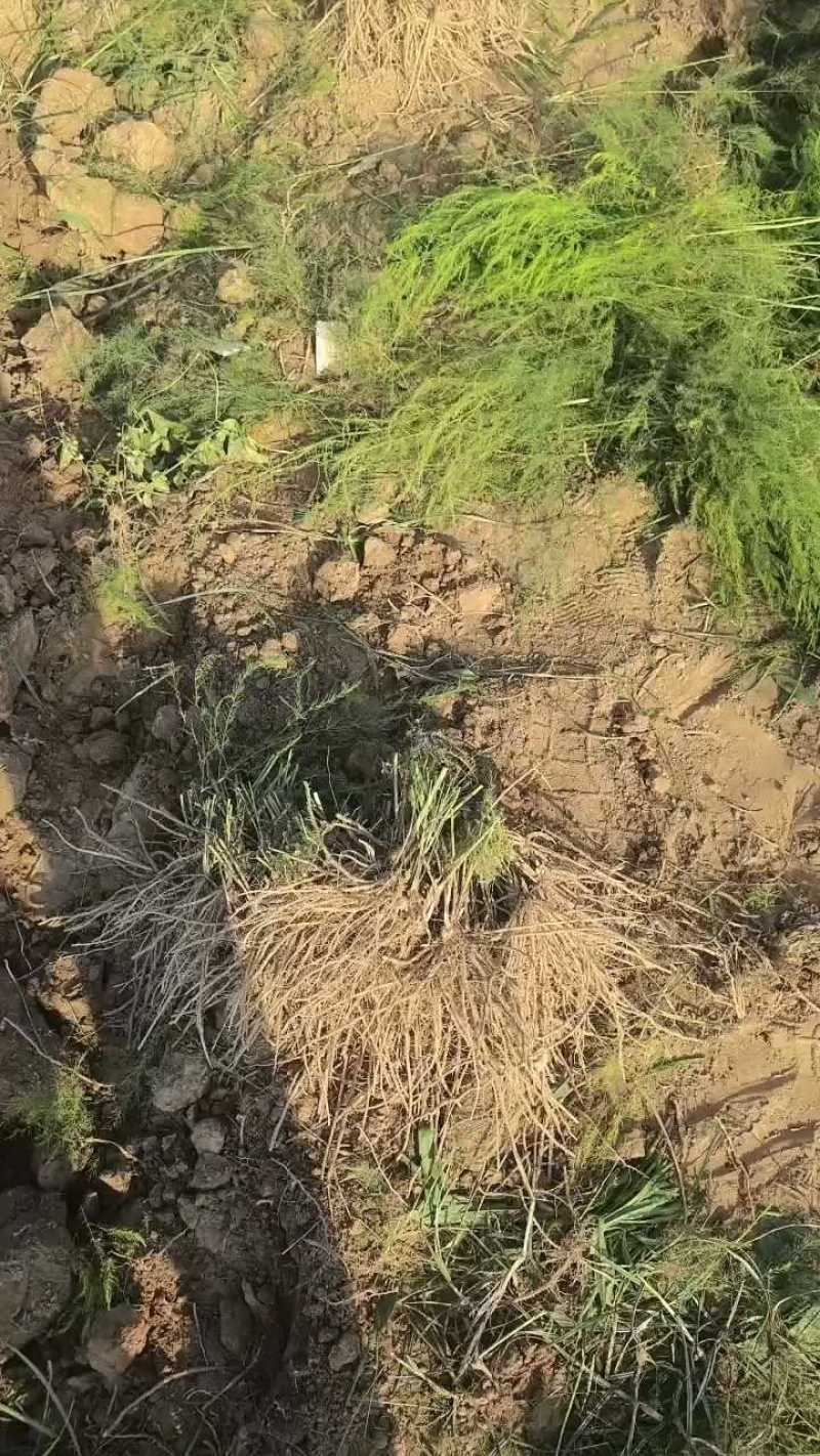 芦笋苗大量有货专业对接一手货源可视频看货