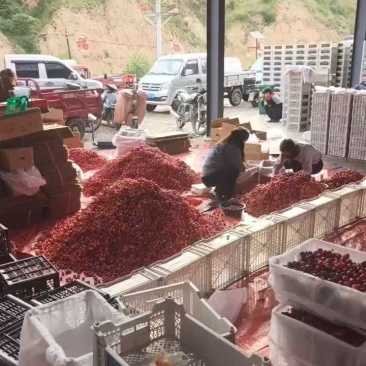 天水大樱桃，产地直供，量大质优，社团直供
