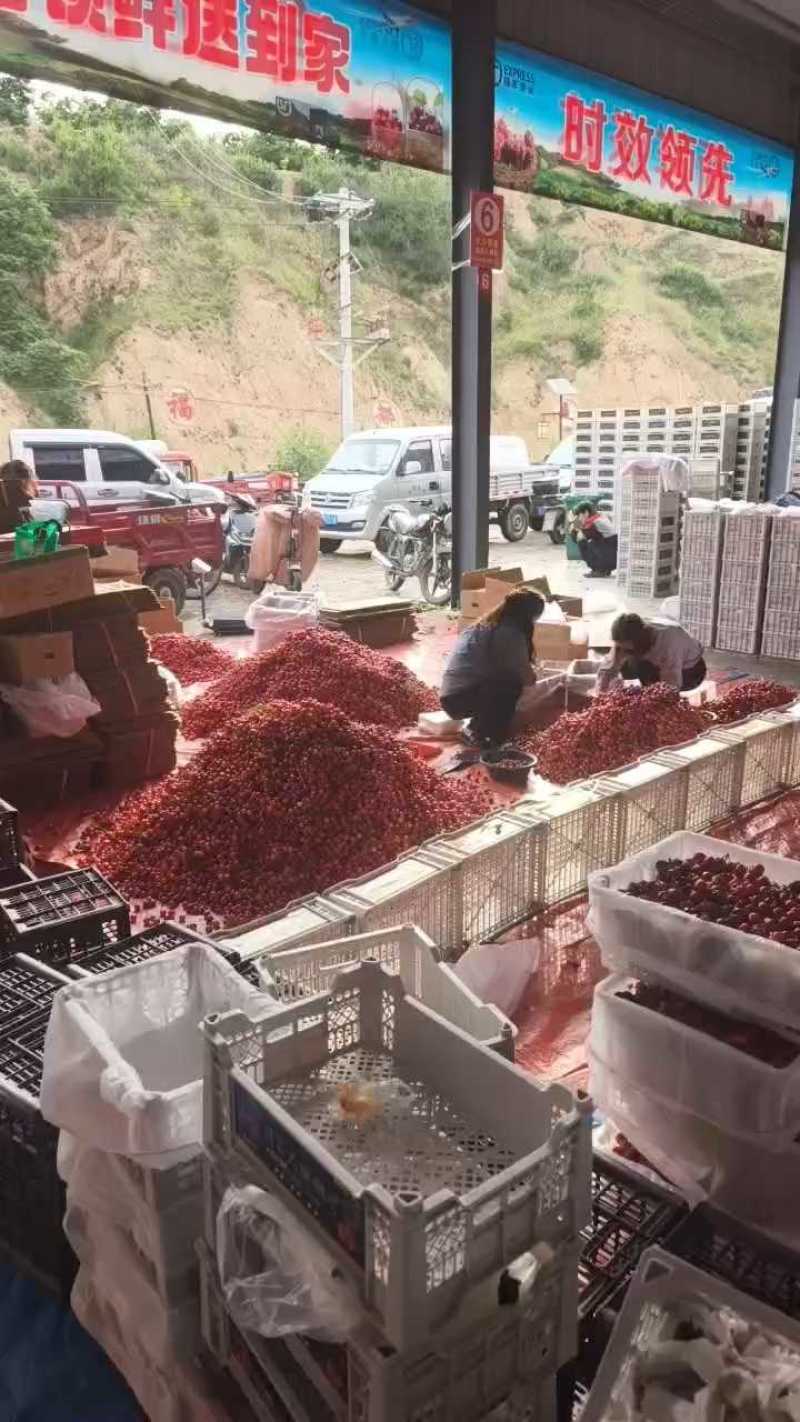 天水大樱桃，产地直供，量大质优，社团直供