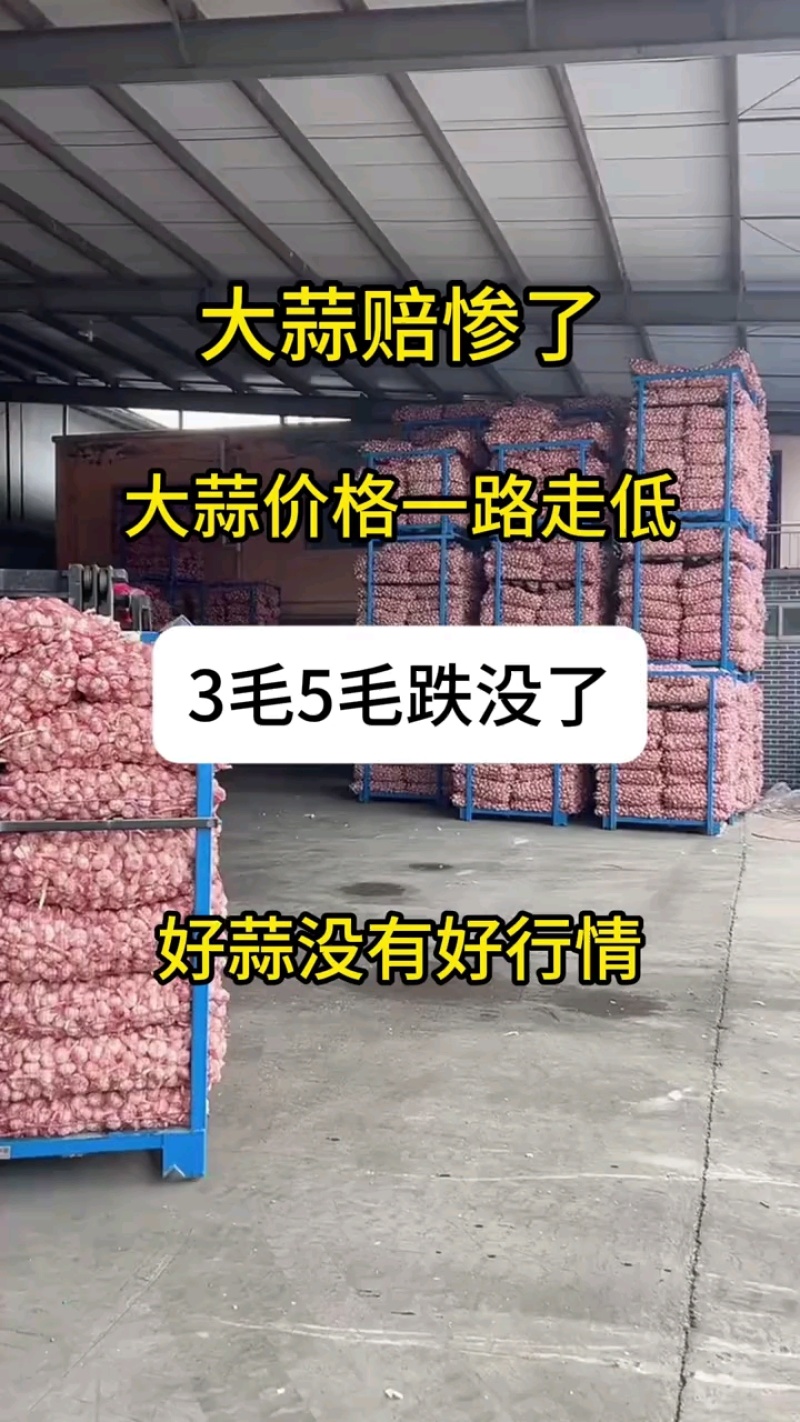 主营（4—6公分大蒜）紫皮大蒜，出口，市场批发