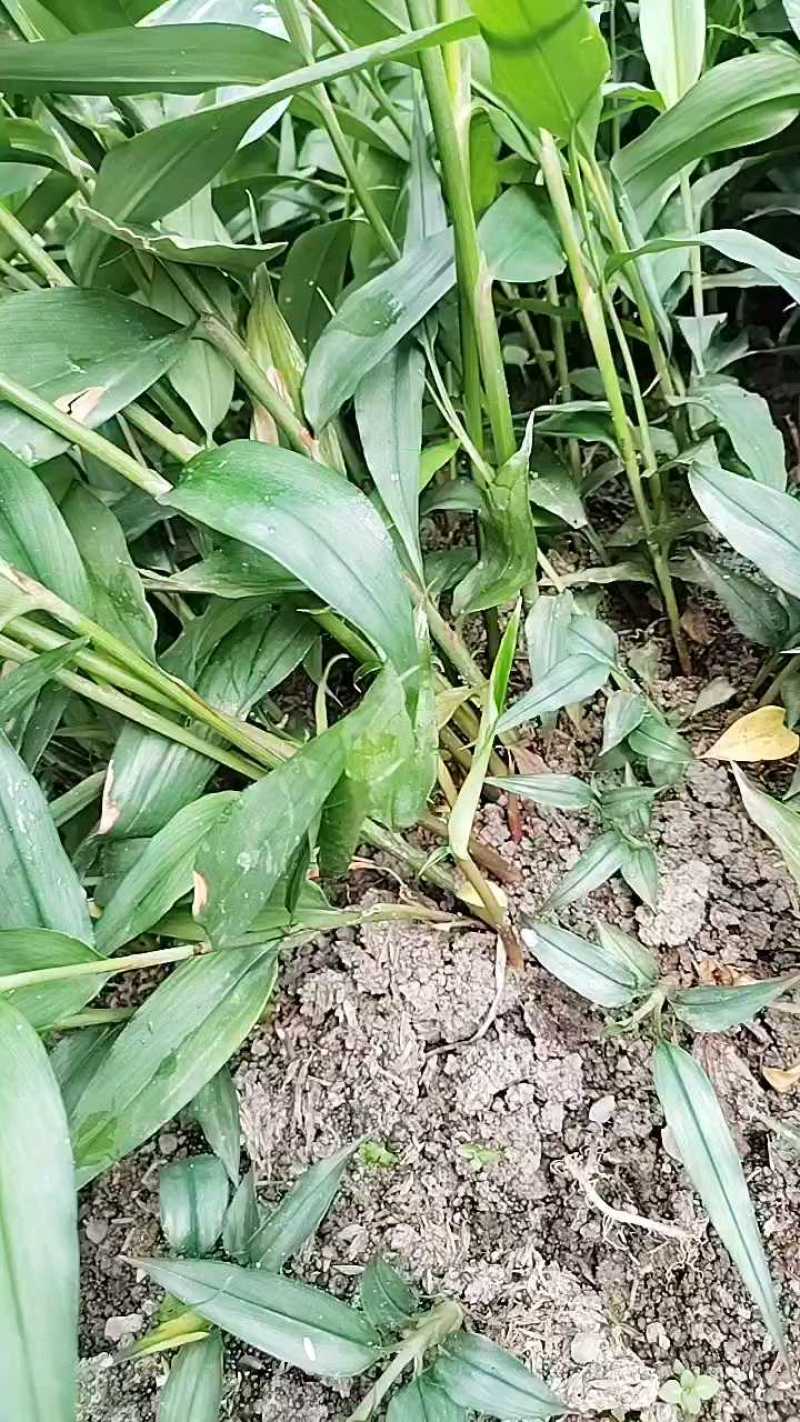 广西贵港益智仁苗基地直发货源充足欢迎随时联系看货