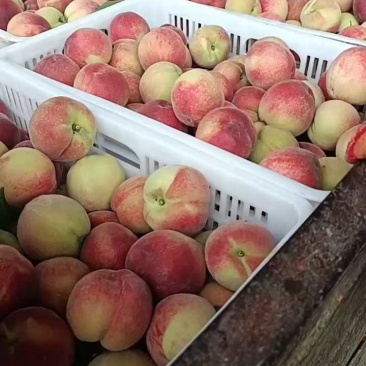 湖北精品突围毛桃产地直发量大价优货源充足欢迎联系