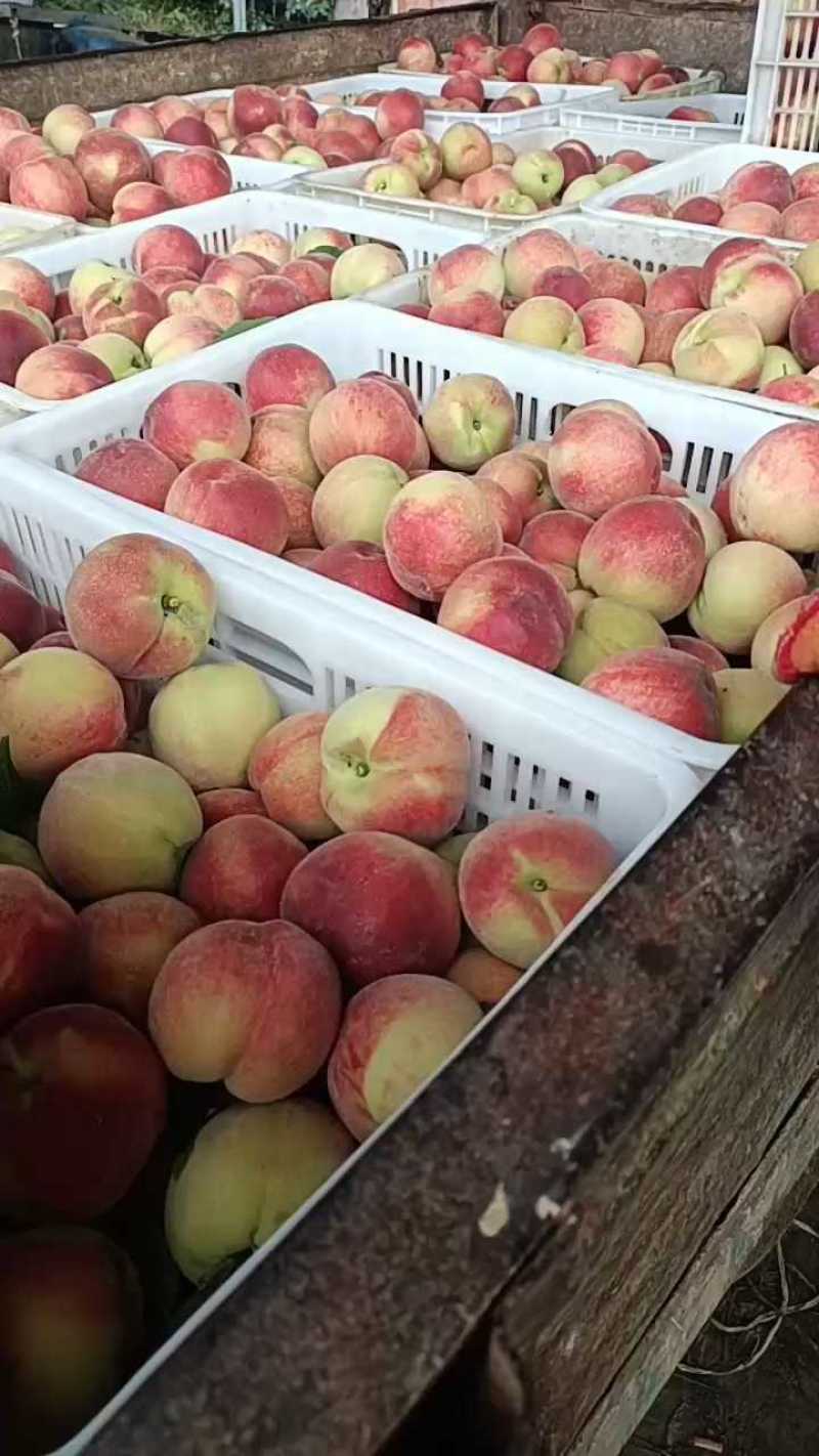 湖北精品突围毛桃产地直发量大价优货源充足欢迎联系