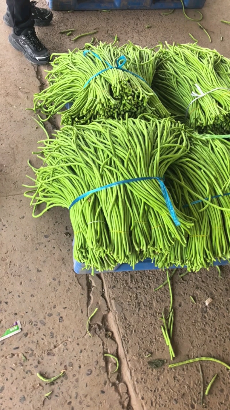 青条豆角豆角长豆角产地看货论价保质保量
