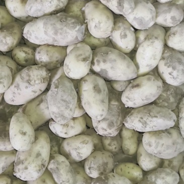 土豆荷兰十五土豆，大量有货，全国发货，量大价格从优