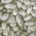 土豆荷兰十五土豆，大量有货，全国发货，量大价格从优