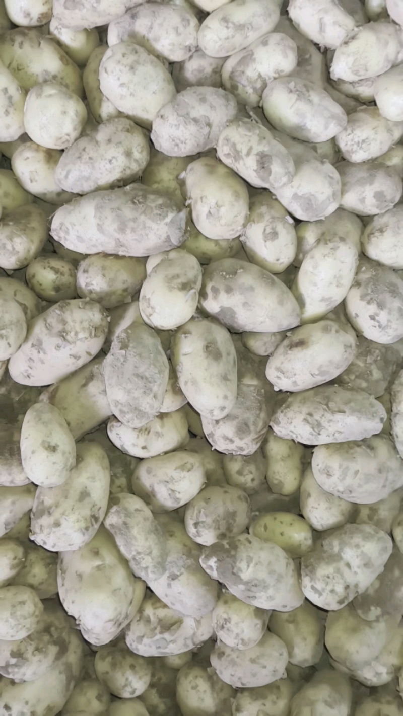 土豆荷兰十五土豆，大量有货，全国发货，量大价格从优