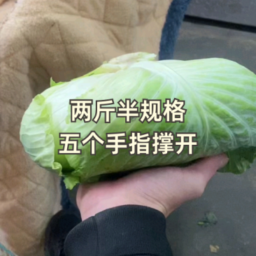 高山莲花白品质不用怀疑产地看货论价保质保量