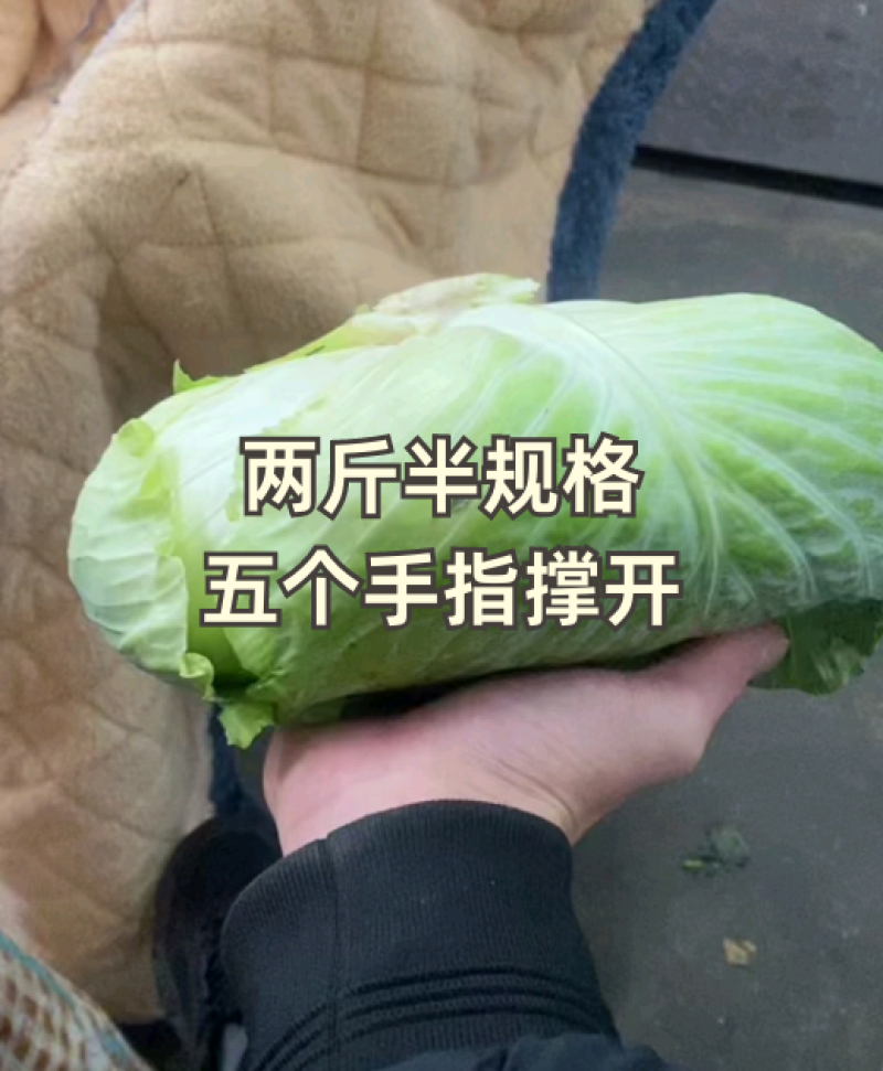 高山莲花白品质不用怀疑产地看货论价保质保量