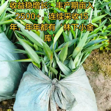 益智仁苗基地直供一手货源技术指导产地直销