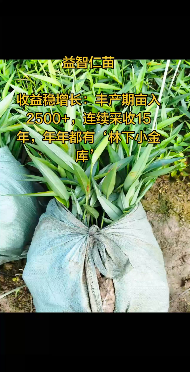 益智仁苗基地直供一手货源技术指导产地直销