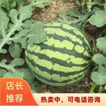 安徽宿州埇桥精品美都西瓜万亩产地直发有籽无籽都有